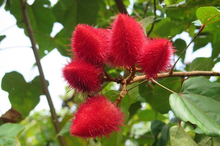 Annatto E and How it Will Help You This Winter