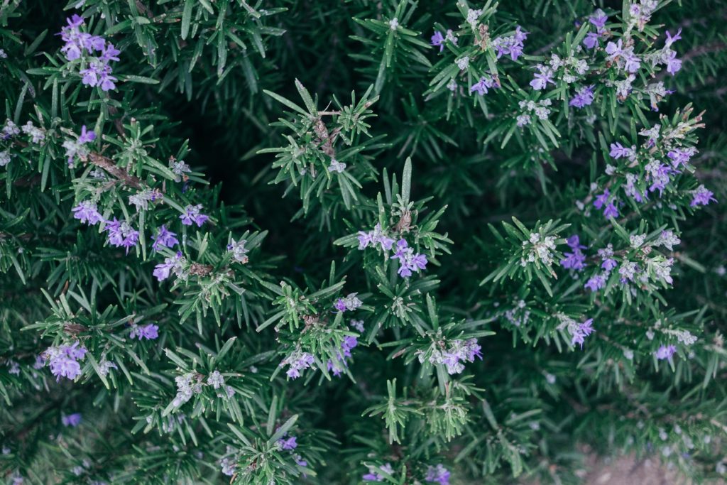 The Anti-Inflammatory Potential of Rosemary